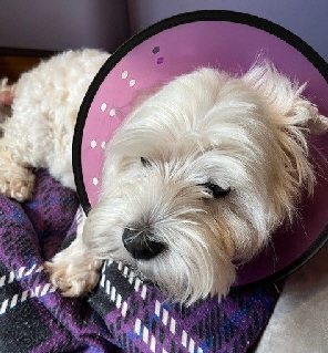 latest rescue
