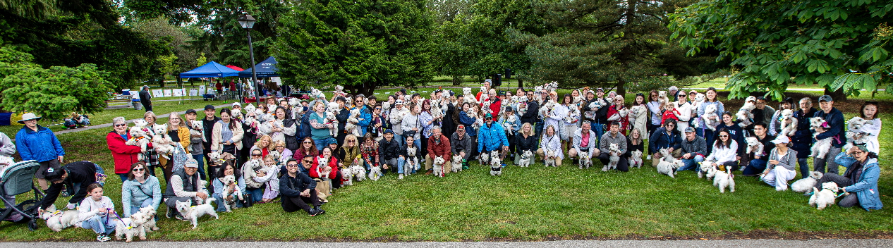 Westie_Walk_2025-13-Enhanced-NR Westie_Walk_2025-13-Enhanced-NR