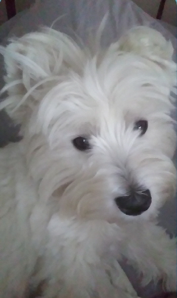 Hamish1 Hamish1