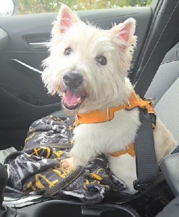 Hamish3 Hamish3