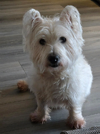 Hamish4 Hamish4