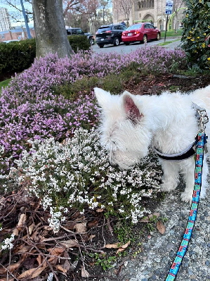 A Tribute to Snowy15