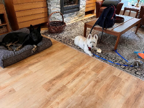 A Tribute to Snowy19