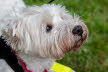 Westie_Walk_2025-137