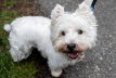 Westie_Walk_2025-14-Enhanced-NR