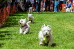 Westie_Walk_2025-147