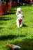 Westie_Walk_2025-150