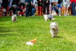 Westie_Walk_2025-152