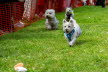 Westie_Walk_2025-158