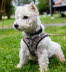 Westie_Walk_2025-16-Enhanced-NR