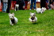 Westie_Walk_2025-160