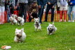 Westie_Walk_2025-167-Enhanced-NR