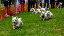 Westie_Walk_2025-175