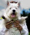 Westie_Walk_2025-178