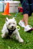 Westie_Walk_2025-187