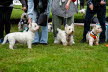Westie_Walk_2025-192