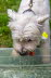 Westie_Walk_2025-195