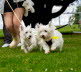 Westie_Walk_2025-197