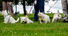 Westie_Walk_2025-199-Enhanced-NR