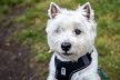 Westie_Walk_2025-2-Enhanced-NR
