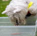 Westie_Walk_2025-207-Enhanced-NR