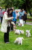 Westie_Walk_2025-226-Enhanced-NR
