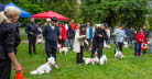 Westie_Walk_2025-228-Enhanced-NR