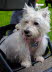 Westie_Walk_2025-241-Enhanced-NR