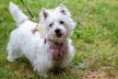 Westie_Walk_2025-30-Enhanced-NR