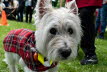 Westie_Walk_2025-30